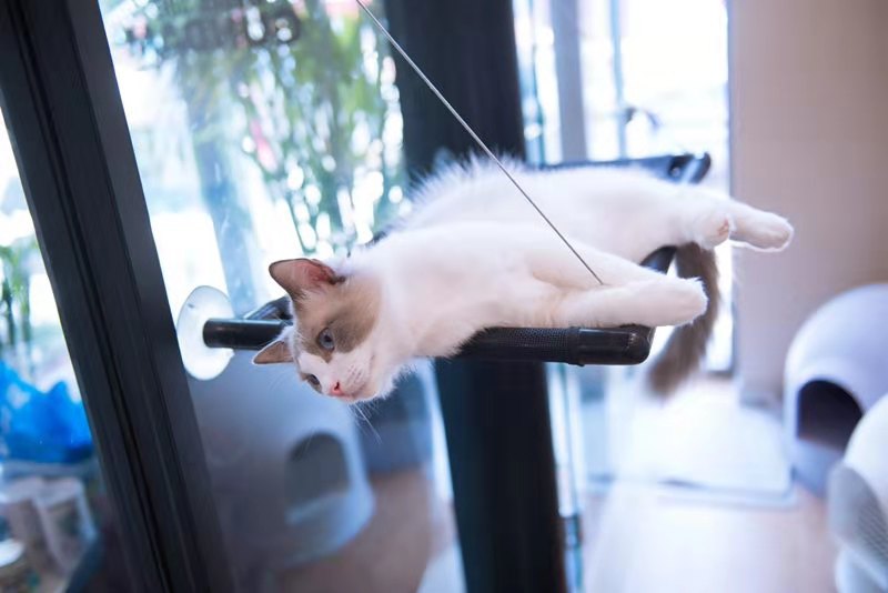 (ת��) ����԰��ѧ��è��ת��ʵ��ͼƬ