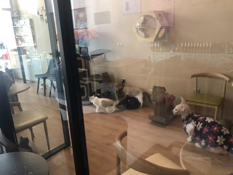 (ת��) ����԰��ѧ��è��ת��ʵ��ͼƬ